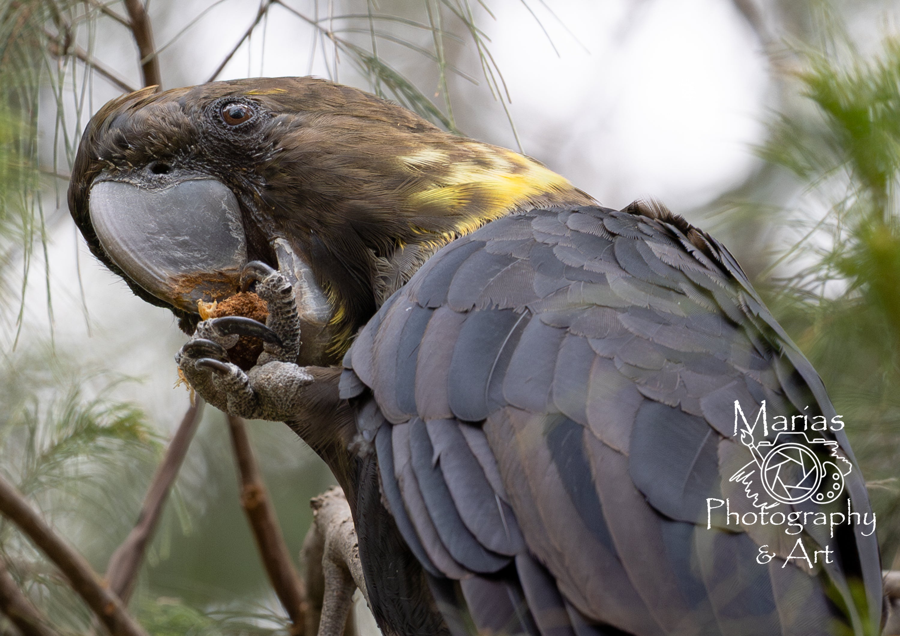 Photographic Print | Wall Art | Glossy Black Cockatoo female