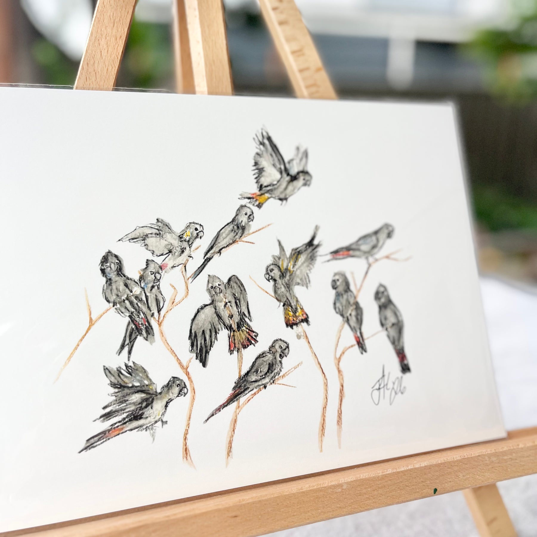 Red-tail Raucous | Australian Native Birds Illustration | A4 Print