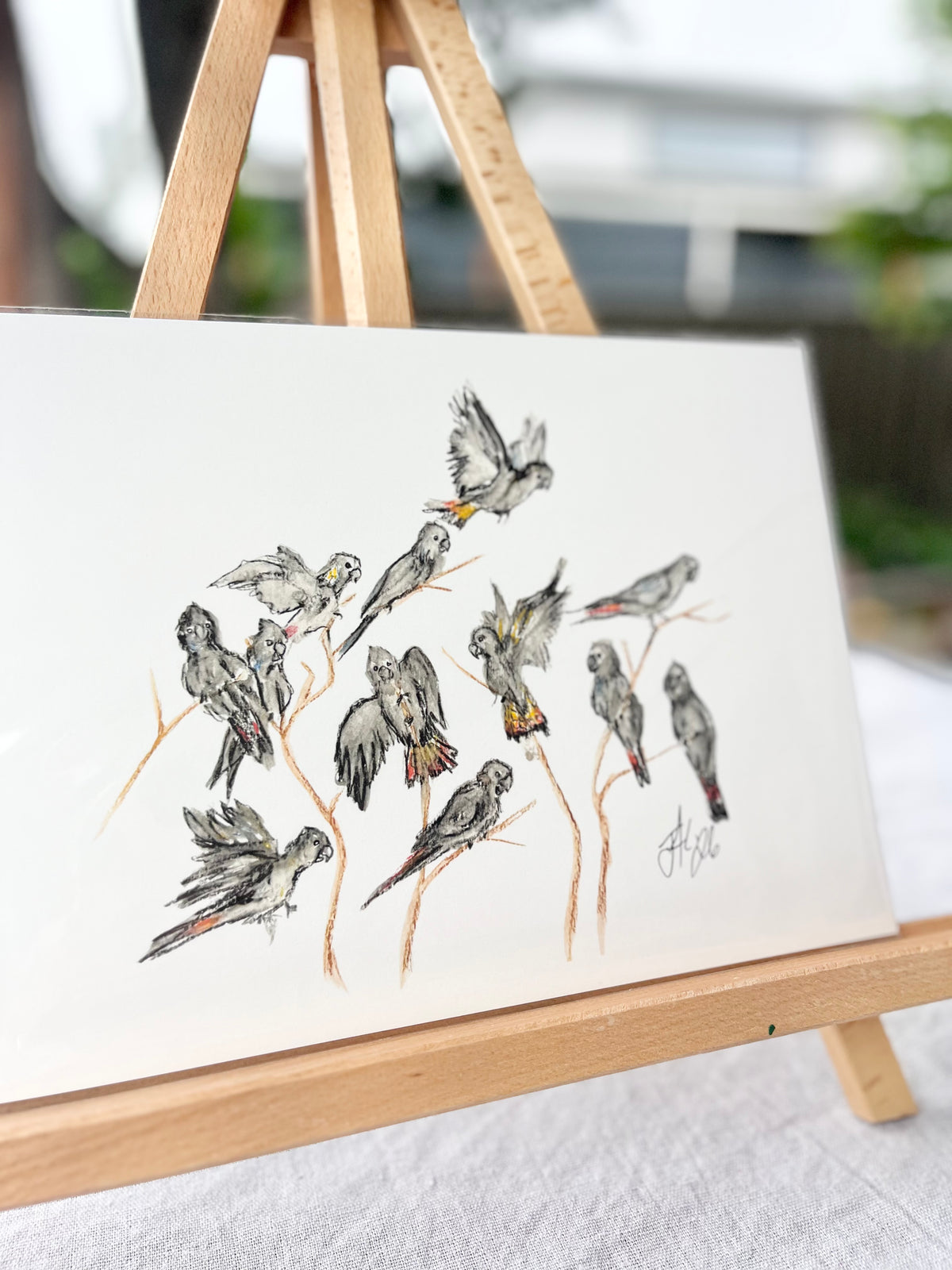 Red-tail Raucous | Australian Native Birds Illustration | A4 Print