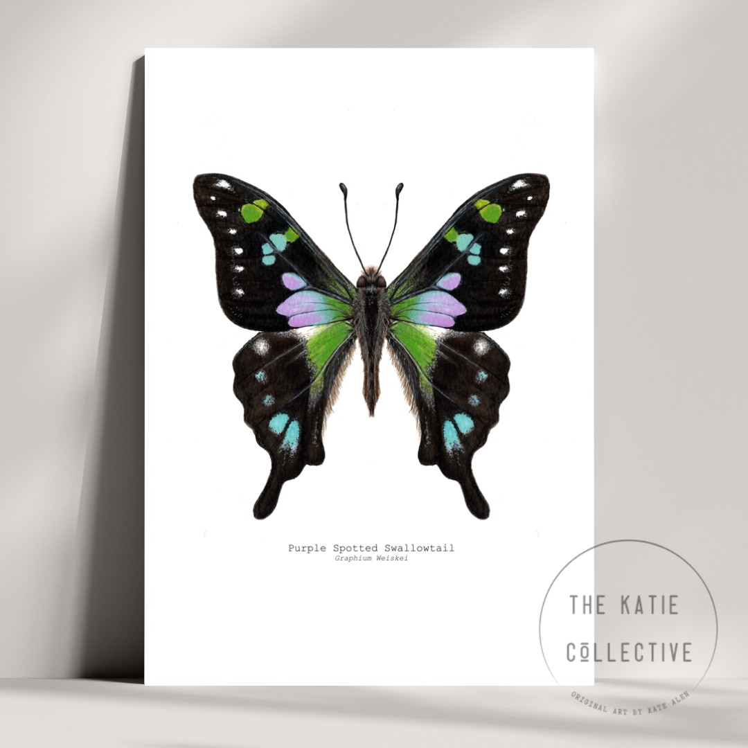 Watercolour Art Print - 'Purple Spotted Swallowtail'
