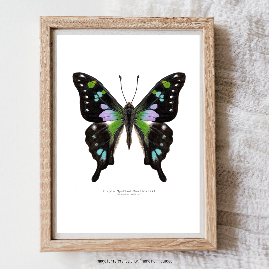 Watercolour Art Print - 'Purple Spotted Swallowtail'