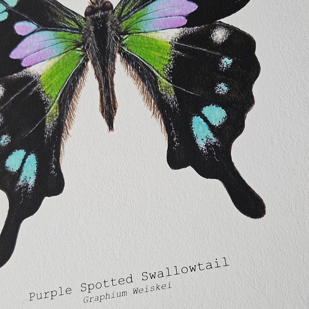 Watercolour Art Print - 'Purple Spotted Swallowtail'
