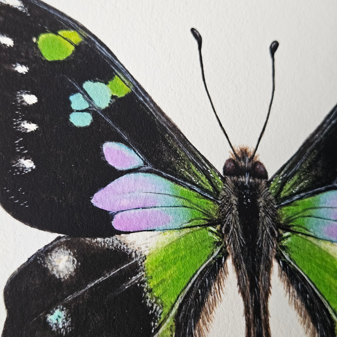 Watercolour Art Print - 'Purple Spotted Swallowtail'