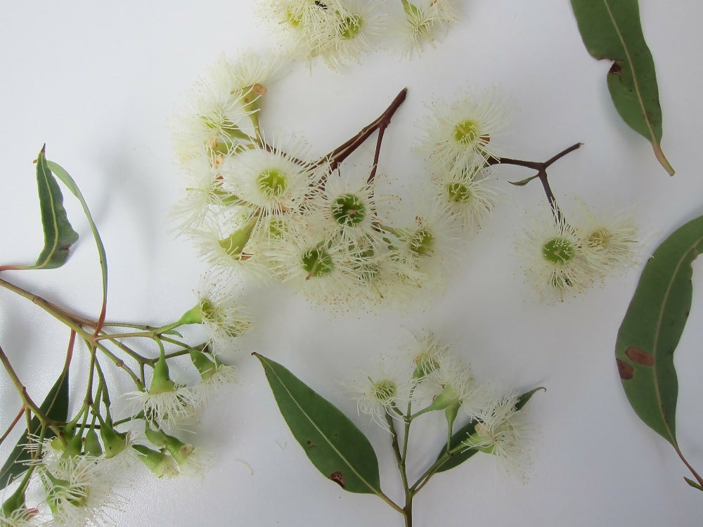eucalyptus blossom 3