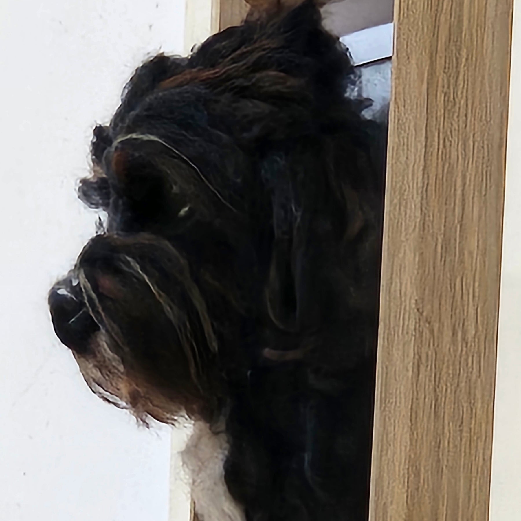 Custom 3D Fibre Art Framed Pawtrait