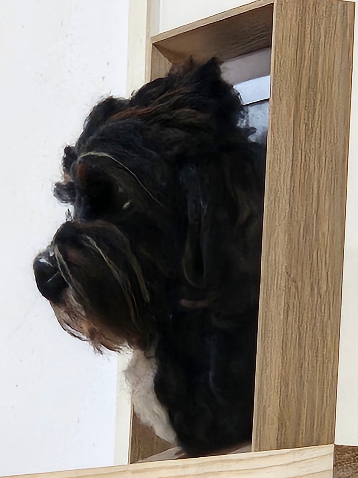 Custom 3D Fibre Art Framed Pawtrait