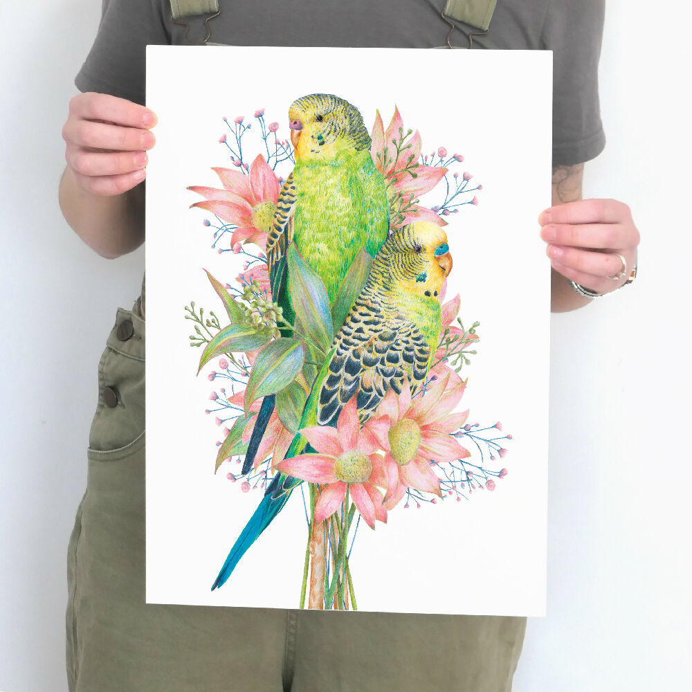 A3 art print of budgerigars amongst Australian native flowers, illustrated by Australian artist Kayla Reay.