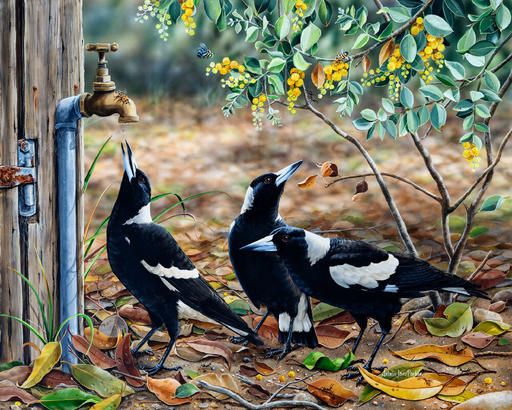 Waiting for my turn - Australian Magpies | Natalie Jane Parker