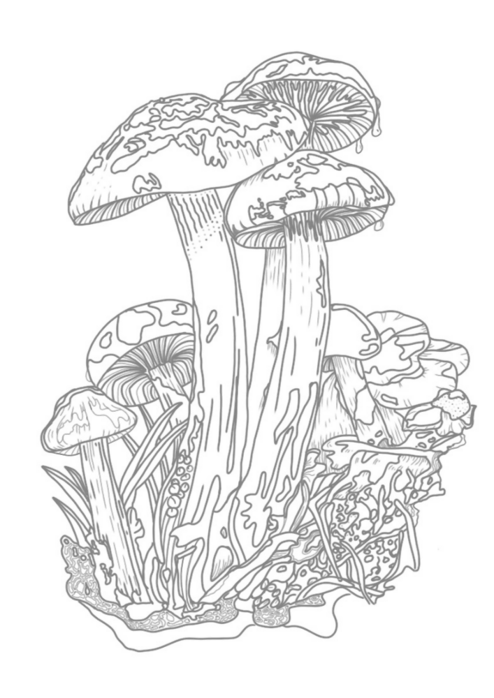 Mushrooms and Butterflies Colouring book