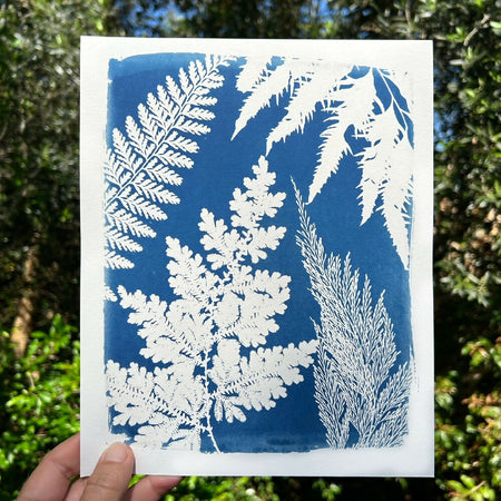 Fern Art Print, Original Cyanotype, 8x10 inches, Botanical Art