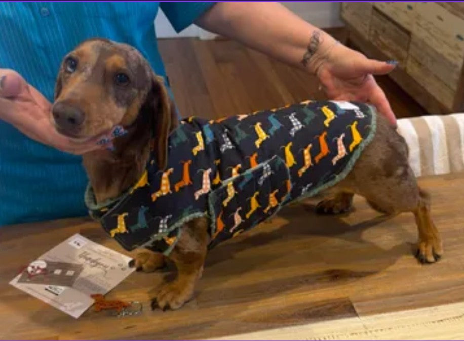 Dachshund, Dog, Puppy warm coats