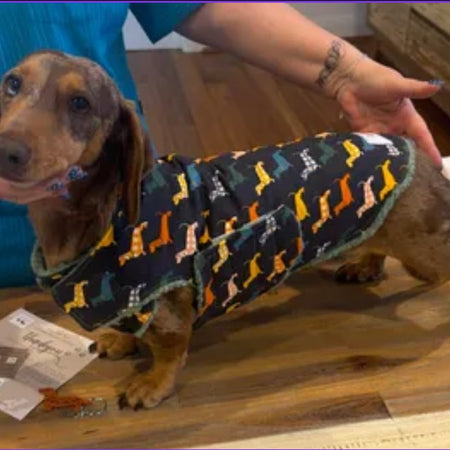 Dachshund, Dog, Puppy warm coats