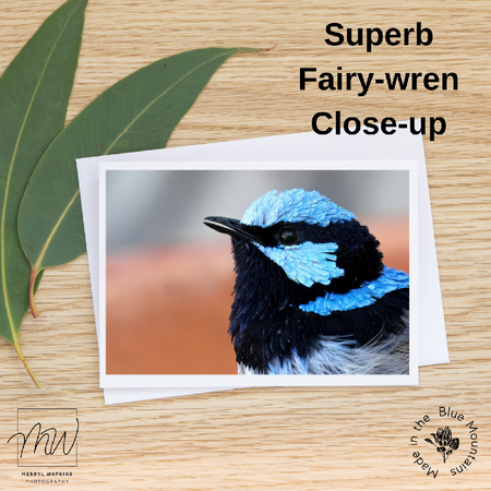 Blank Greeting Card - Superb Fairy-wren Close-up Photo