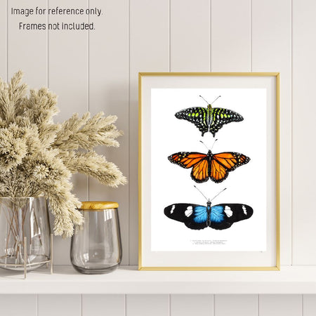 Watercolour Art Print - The Fauna Series - 'Butterfly Trio'