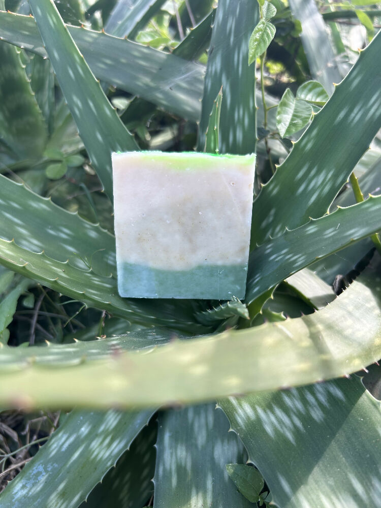 Homegrown aloe vera and moringa soap