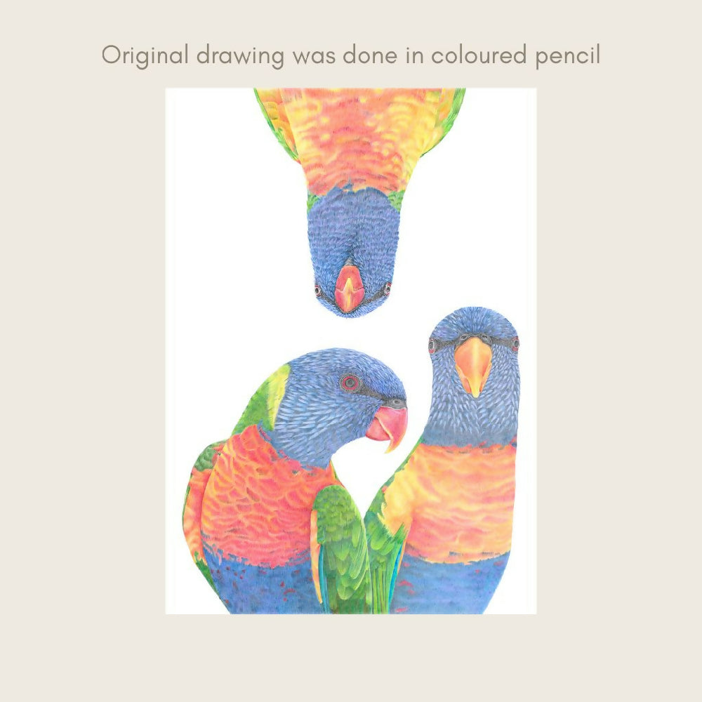 rainbowlorikeetcolouredpencildesign