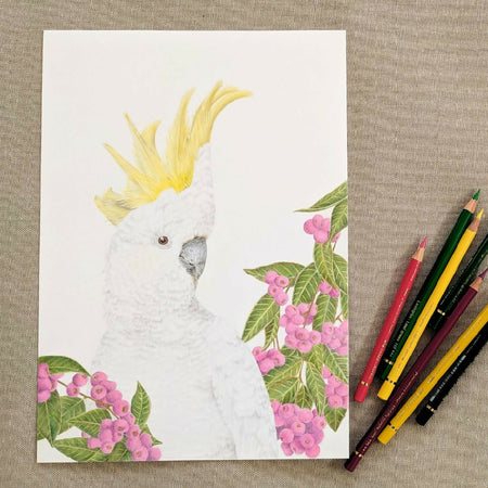 Original drawing of a Sulphur crested cockatoo with lilly pilly.