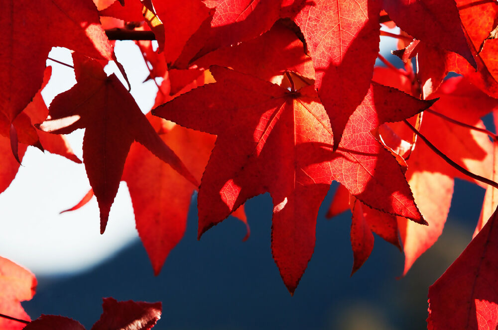 0033_Autumn-Splendour-1024x680-WEB