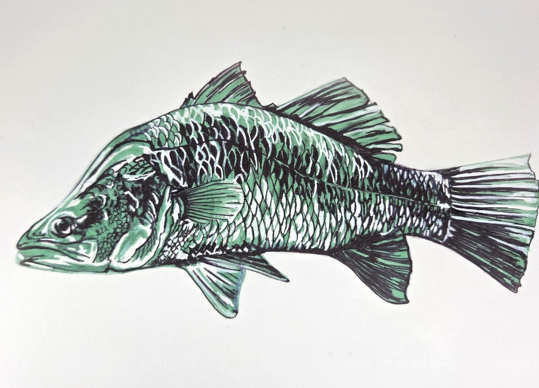 Barramundi Greeting Card (blank inside)- 5cm x 7cm (127mm x 178mm)