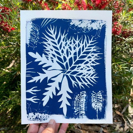 Grevillea Art Print, Original Cyanotype, 8x10 inches, Botanical Art