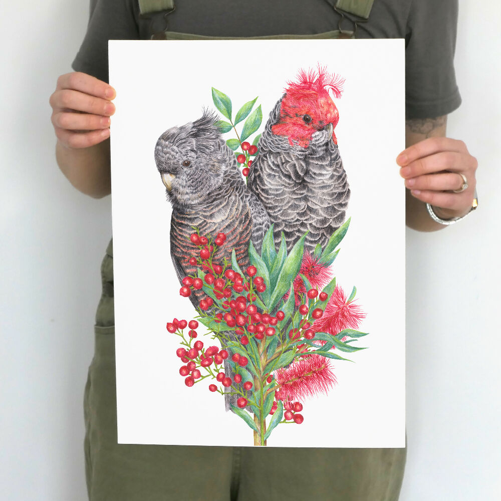 A3 art print of a couple of Gang-gang Cockatoos amongst native Australian flowers, by Australian bird artist Kayla Reay.