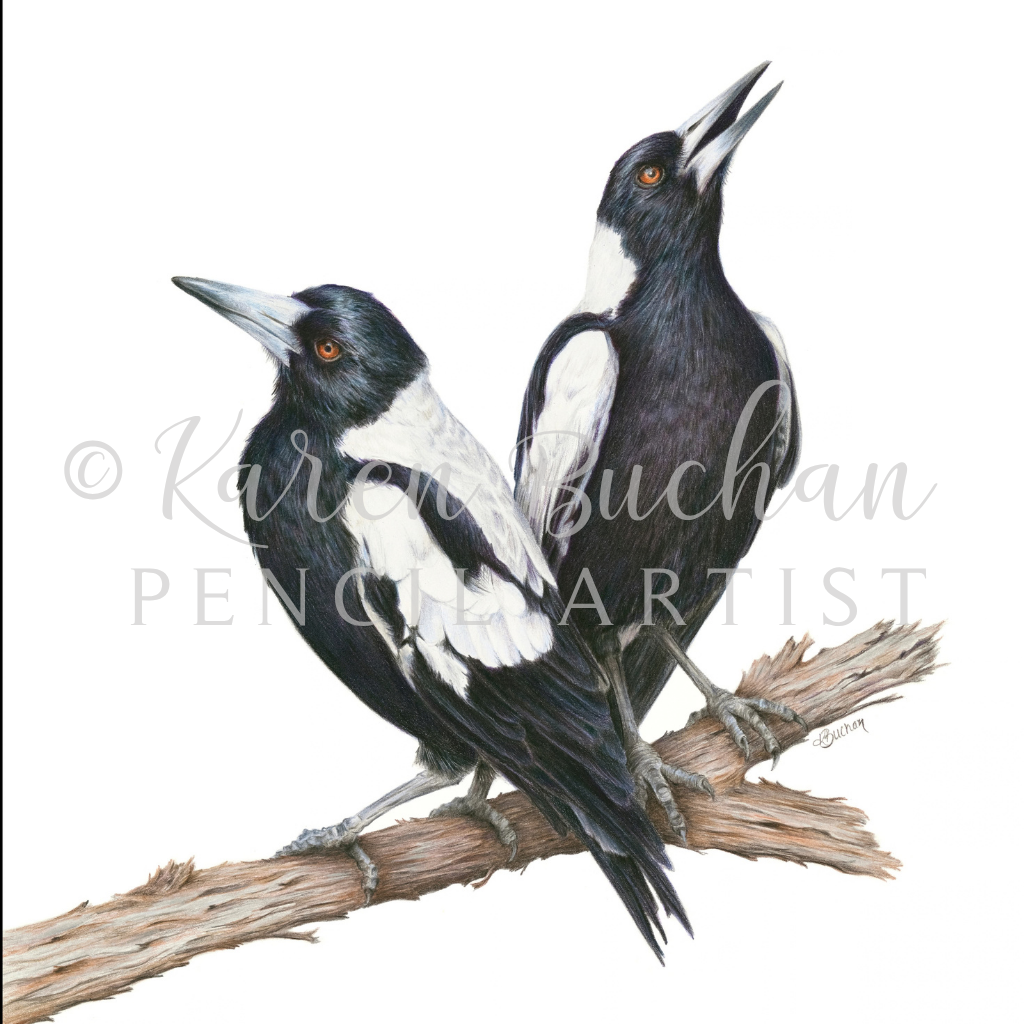 Magpies | Australian Wildlife Art Print