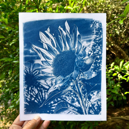 sunflower art print, original cyanotype 8x10 inches botanical art