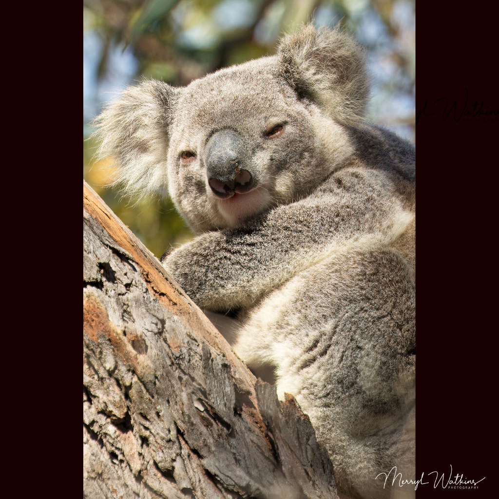 Blank Greeting Card - Koala