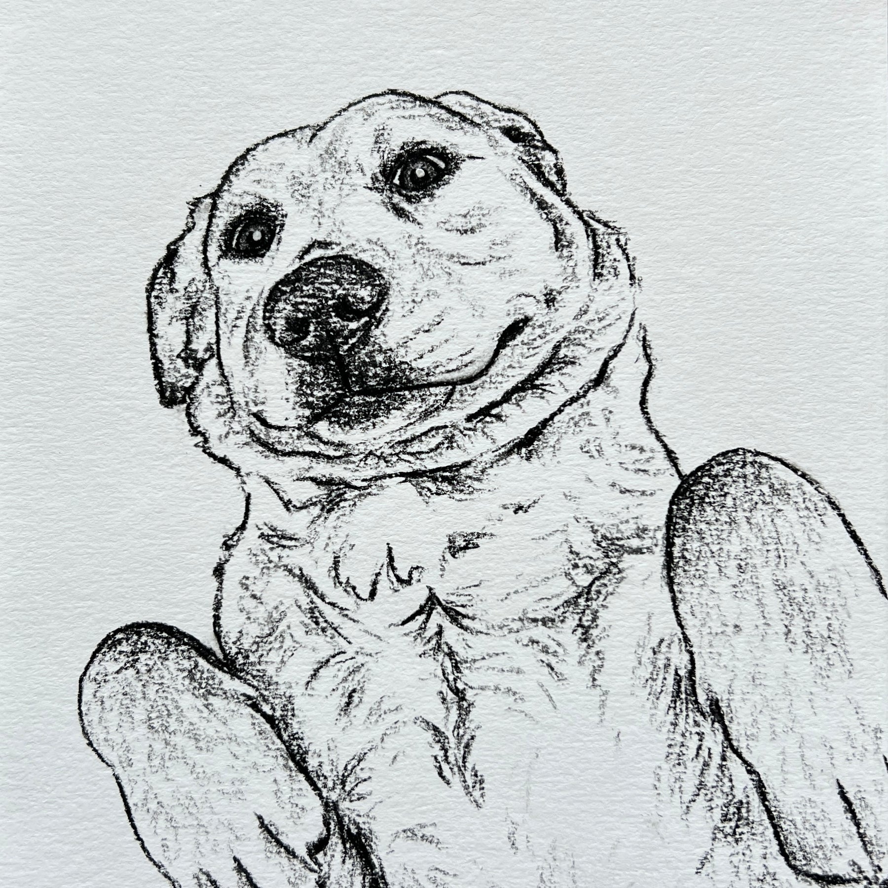 Custom Pet Portrait | Hand Drawn Charcoal Sketch