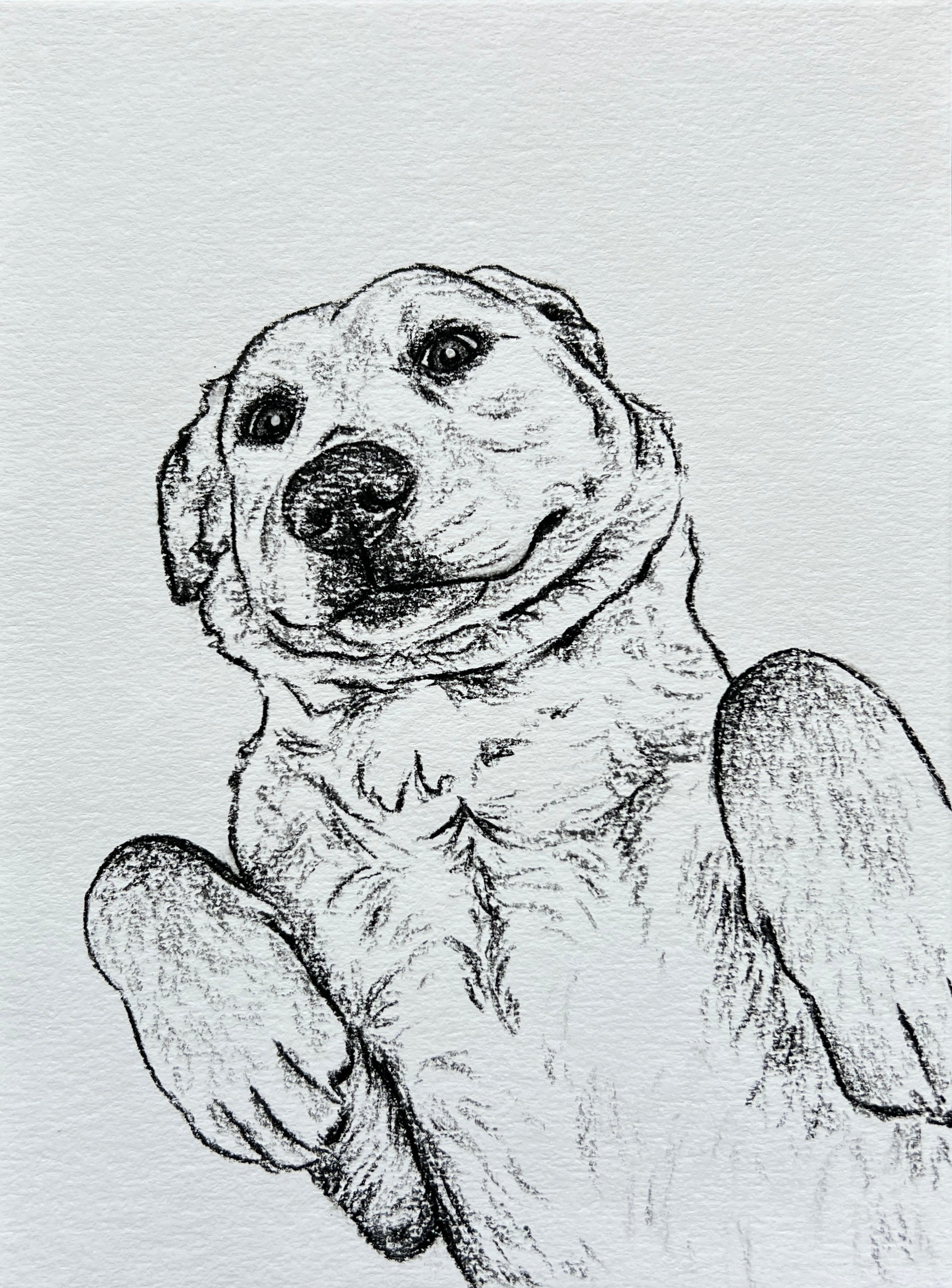 Custom Pet Portrait | Hand Drawn Charcoal Sketch
