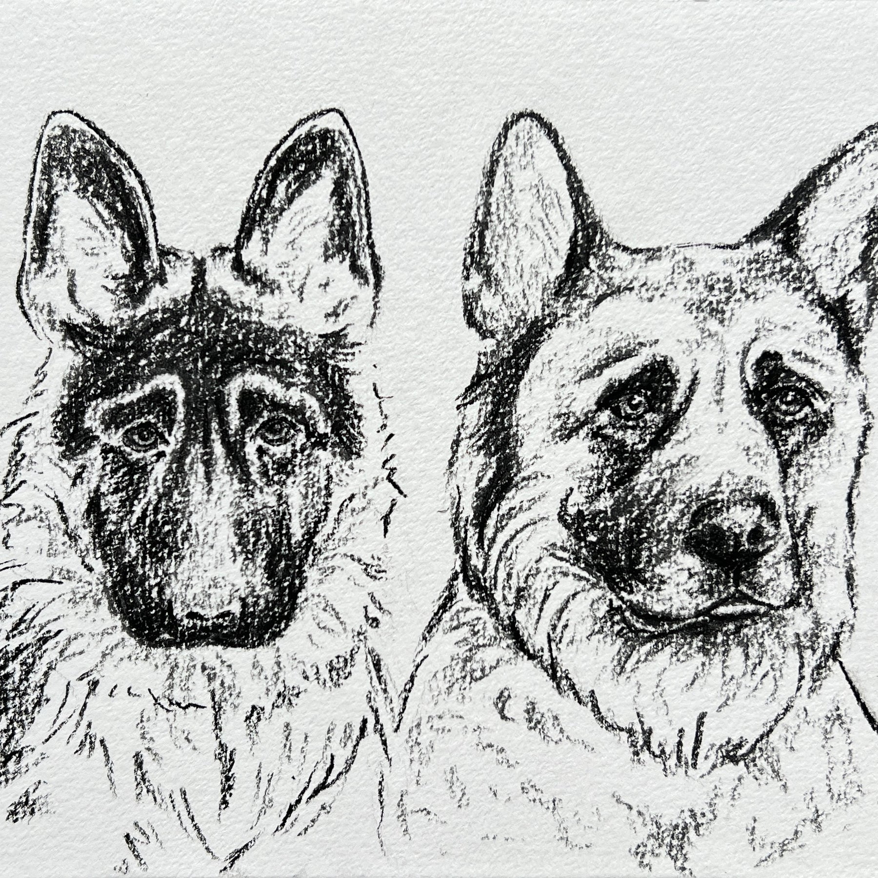 Custom Pet Portrait | Hand Drawn Charcoal Sketch