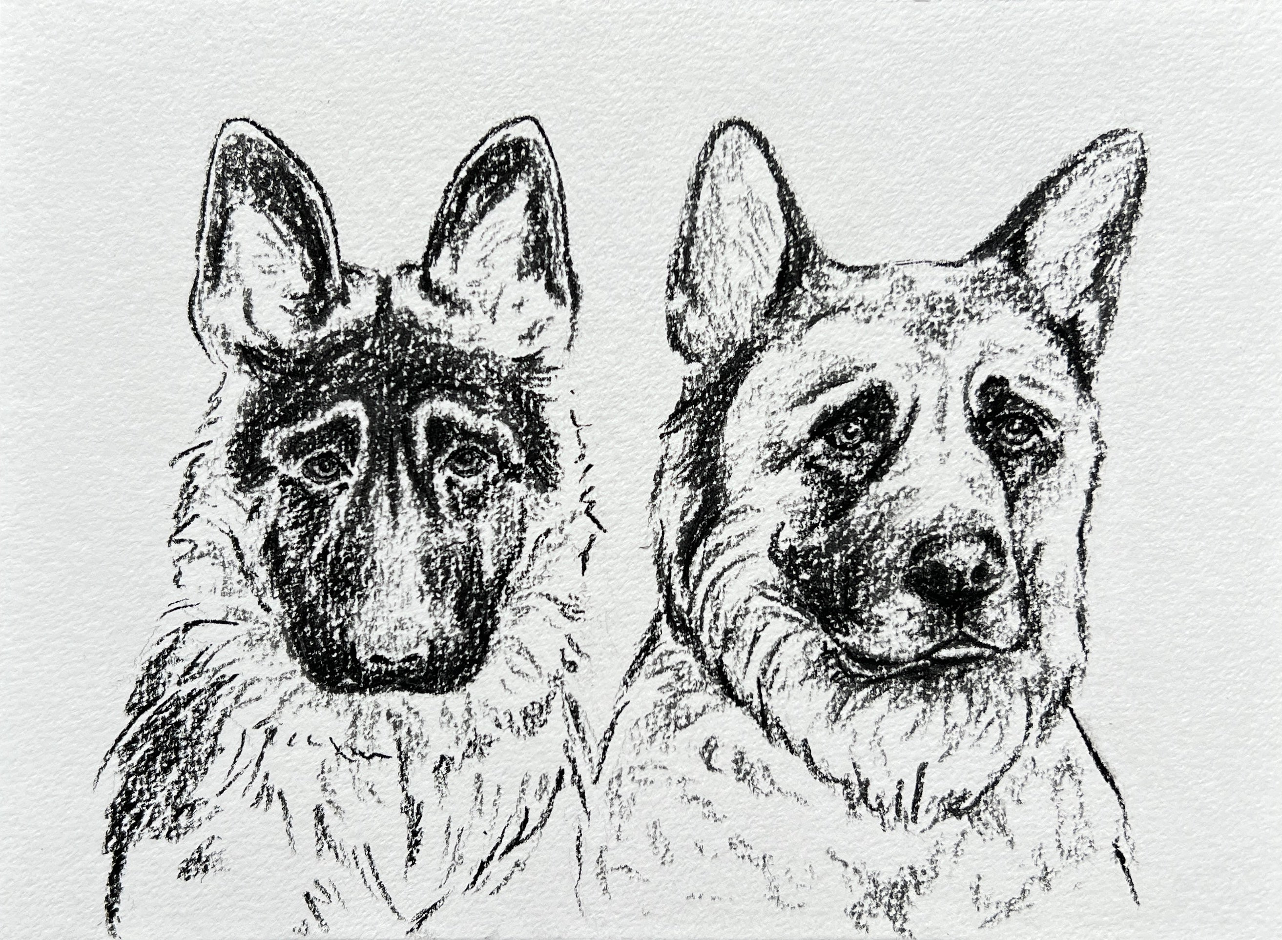 Custom Pet Portrait | Hand Drawn Charcoal Sketch