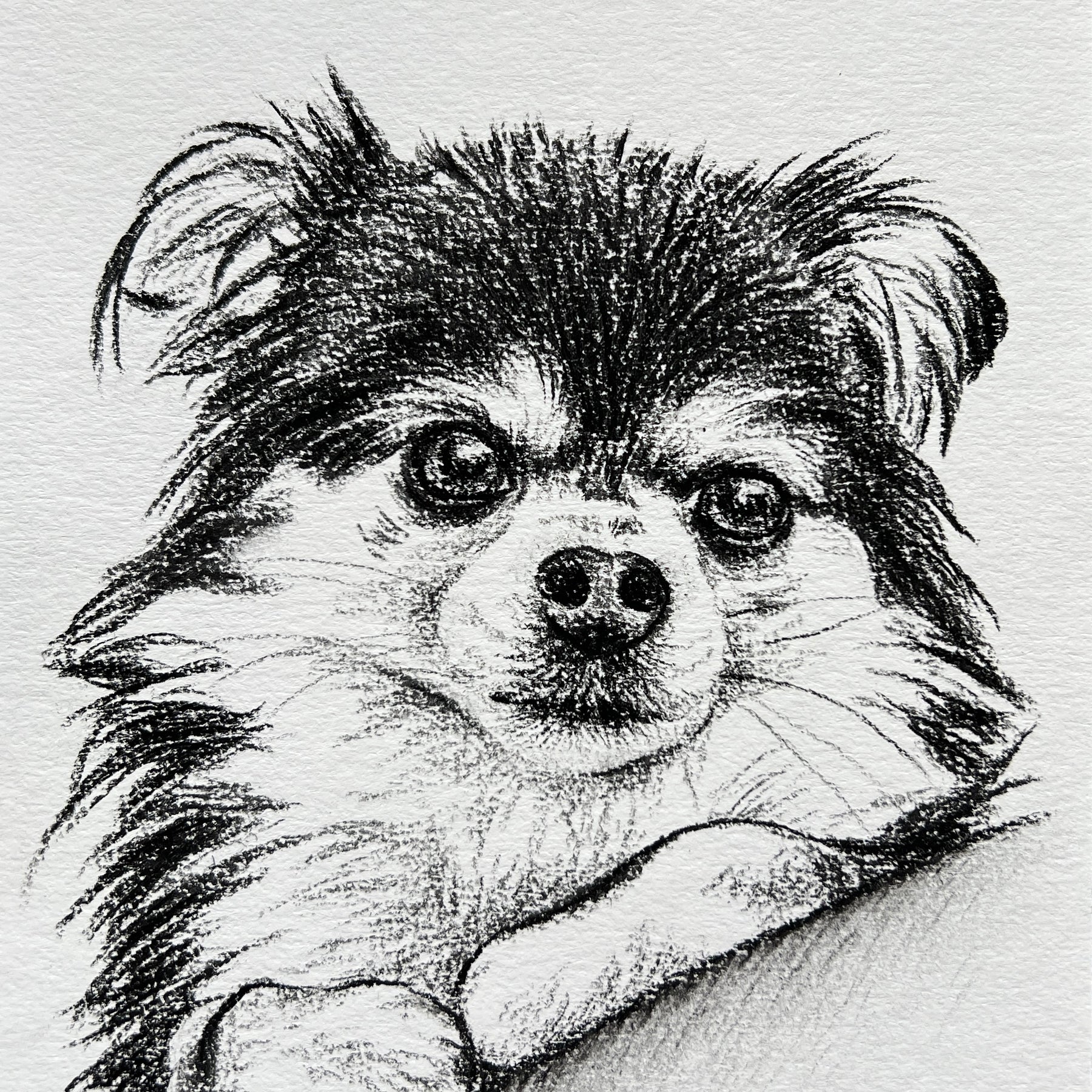Custom Pet Portrait | Hand Drawn Charcoal Sketch