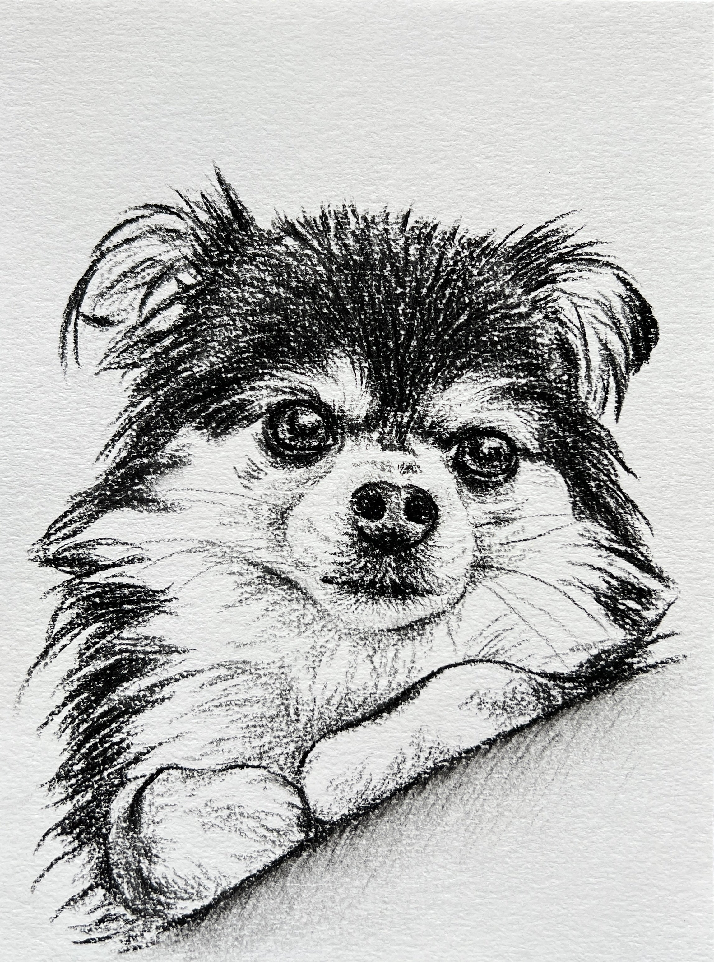 Custom Pet Portrait | Hand Drawn Charcoal Sketch