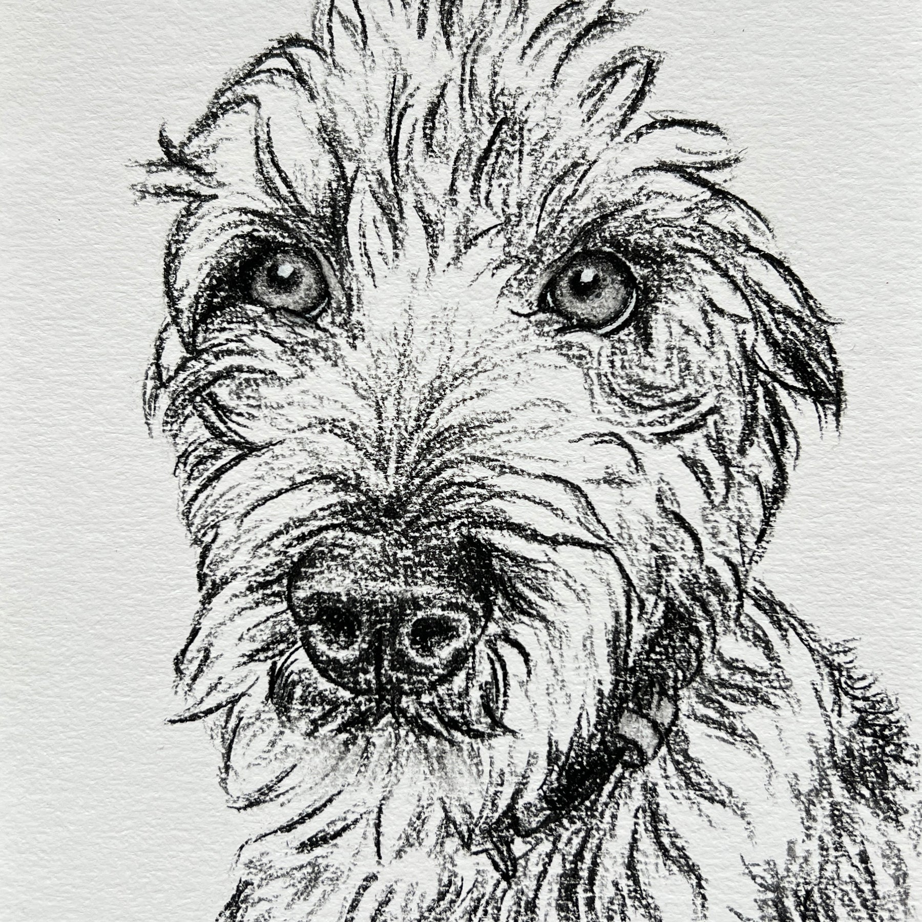 Custom Pet Portrait | Hand Drawn Charcoal Sketch