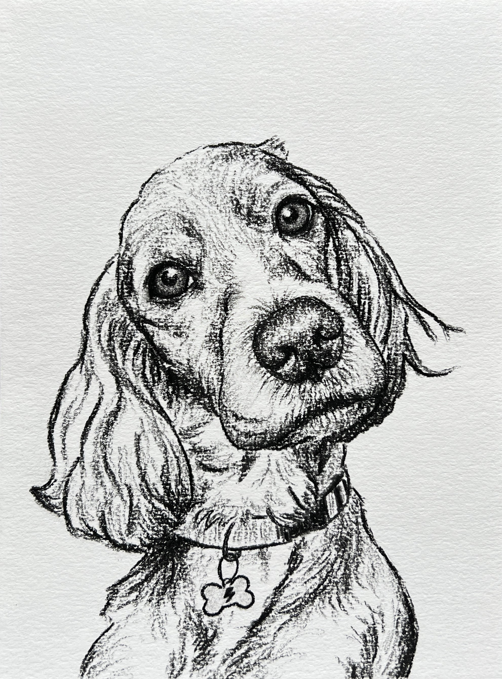 Custom Pet Portrait | Hand Drawn Charcoal Sketch