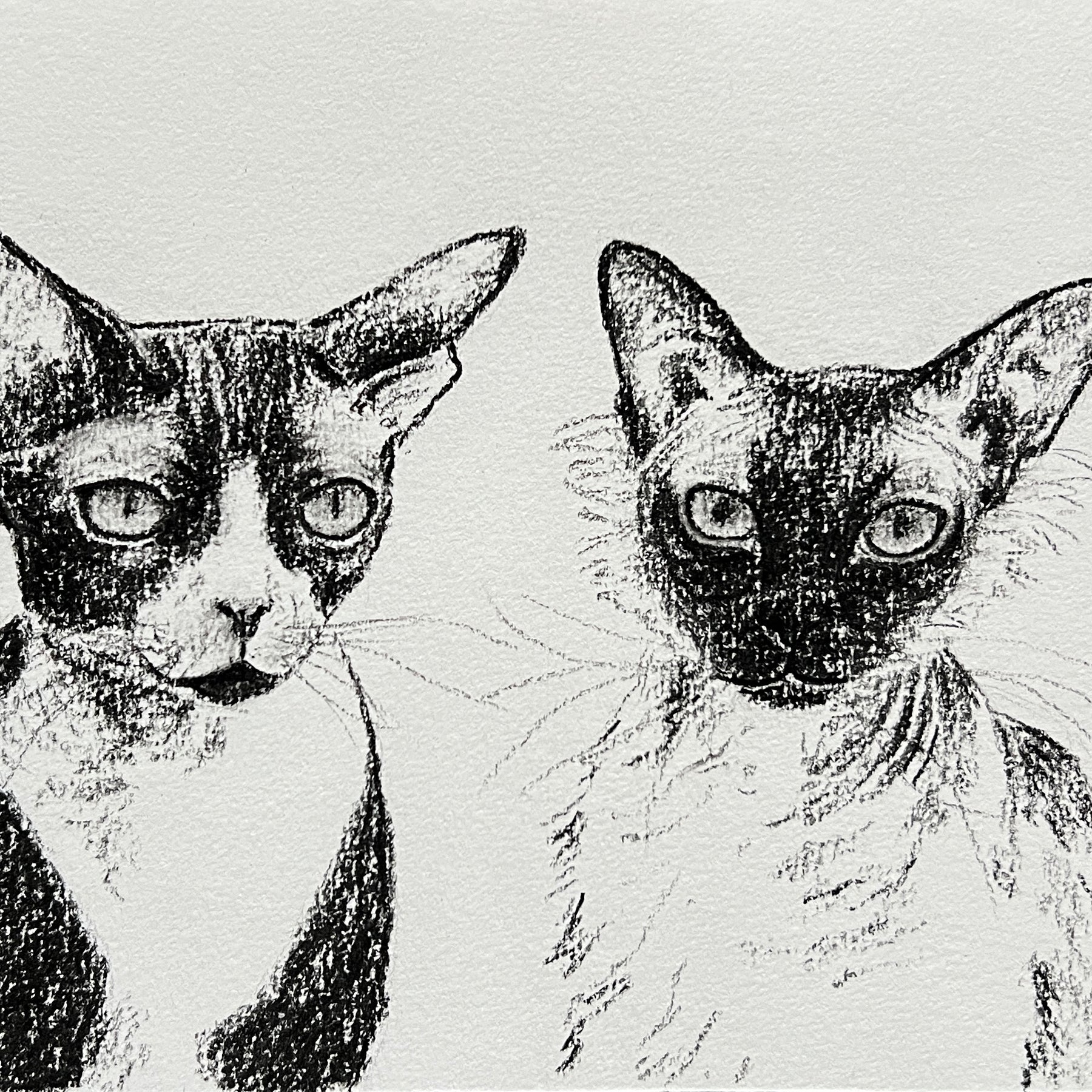 Custom Pet Portrait | Hand Drawn Charcoal Sketch