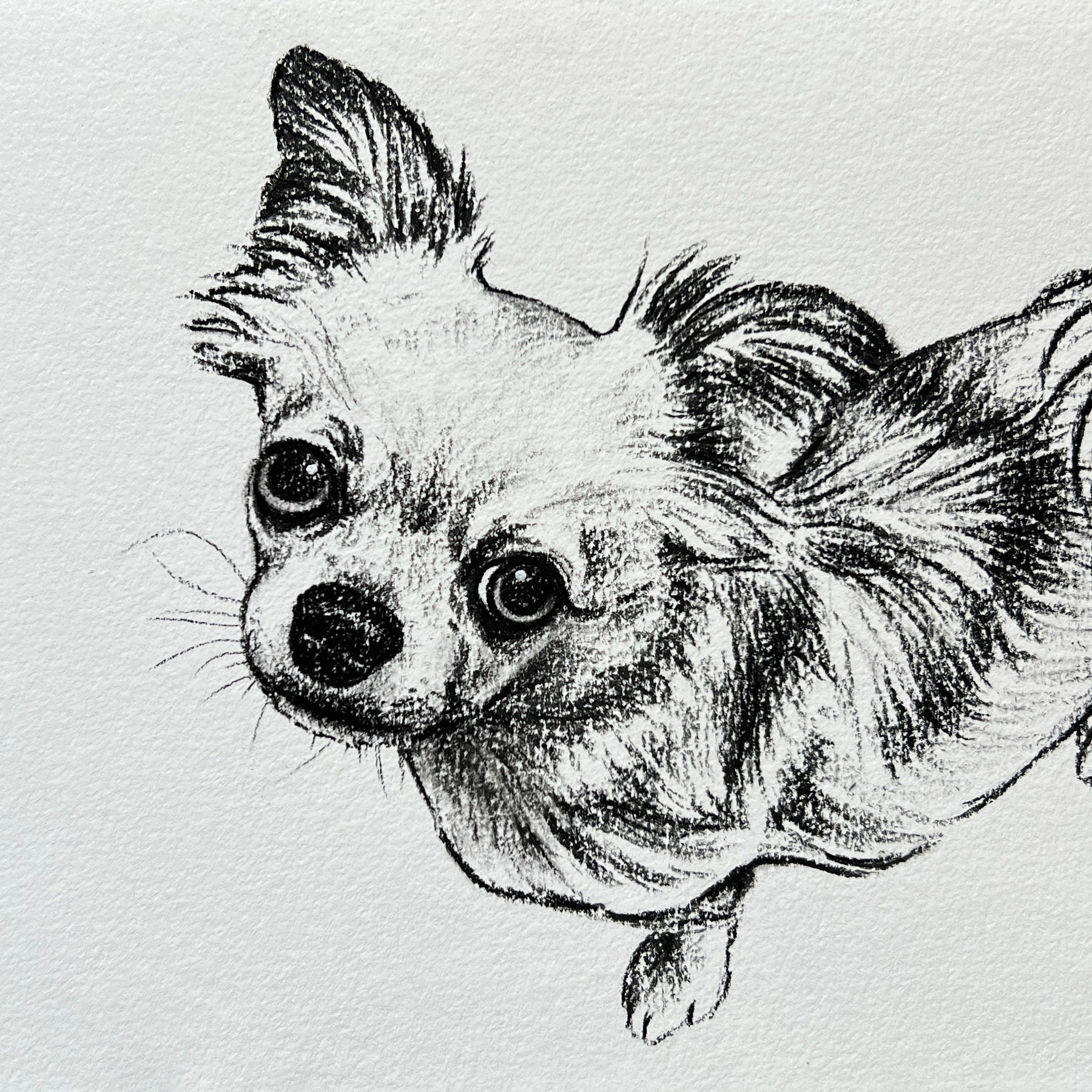 Custom Pet Portrait | Hand Drawn Charcoal Sketch