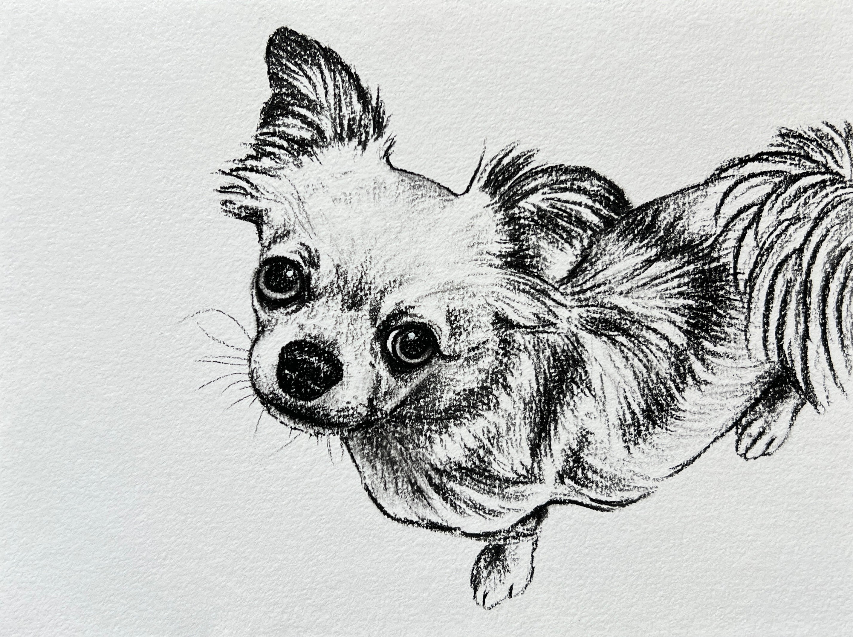 Custom Pet Portrait | Hand Drawn Charcoal Sketch