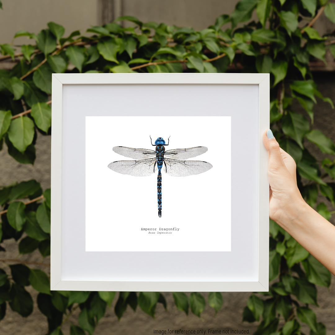 Watercolour Art Print - The Insect Series - 'Emperor Dragonfly'