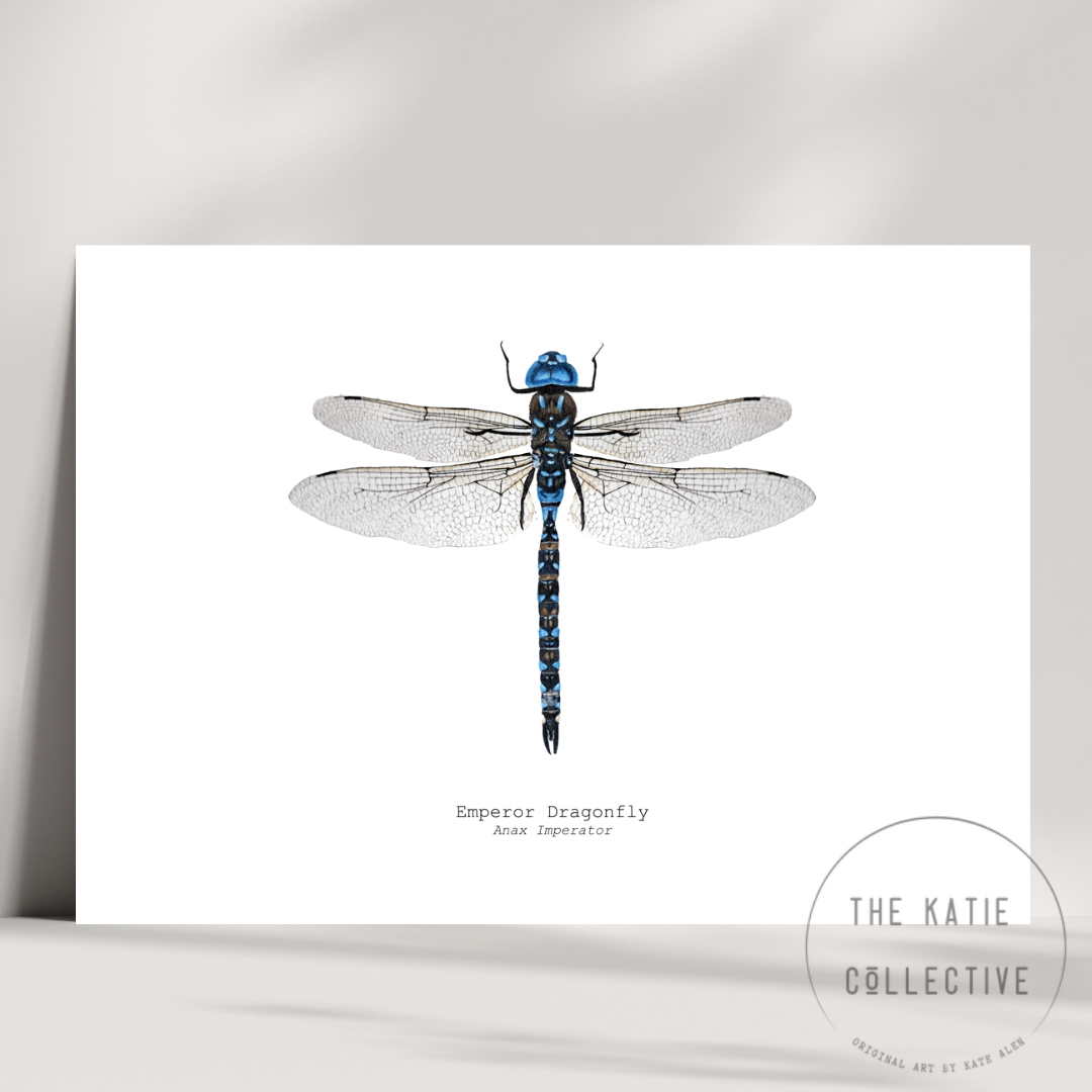 Watercolour Art Print - The Insect Series - 'Emperor Dragonfly'