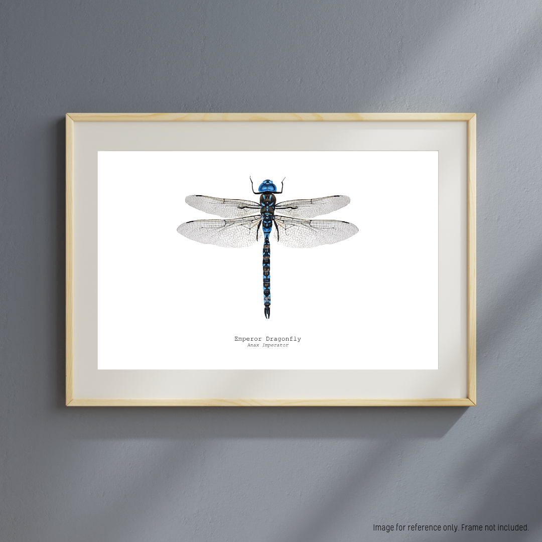 Watercolour Art Print - The Insect Series - 'Emperor Dragonfly'