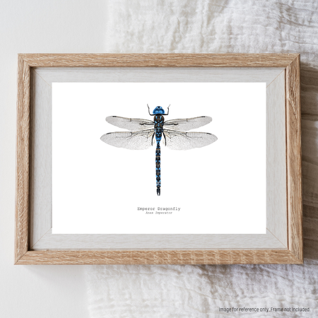 Watercolour Art Print - The Insect Series - 'Emperor Dragonfly'
