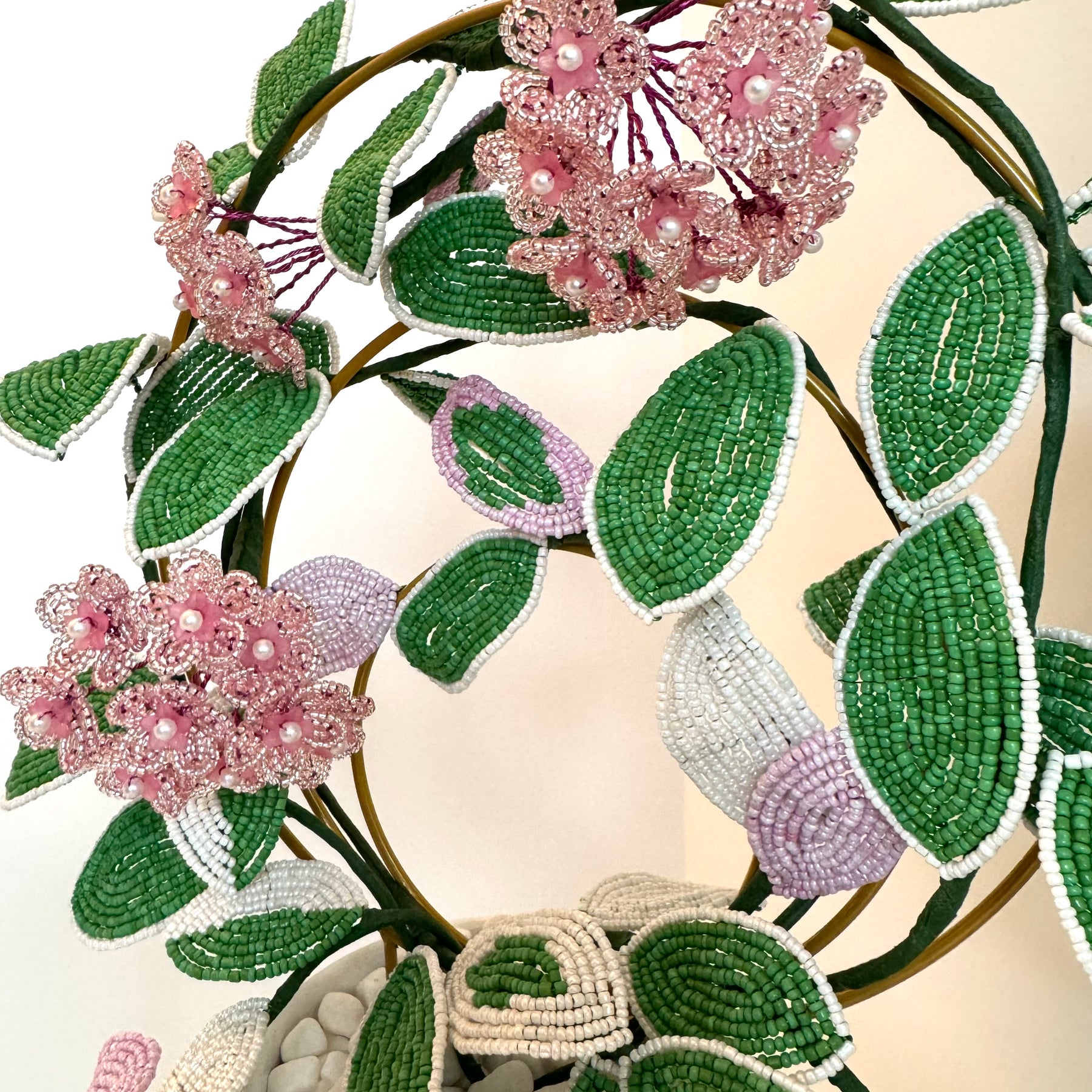 French-beaded flowering Krimson Queen Hoya