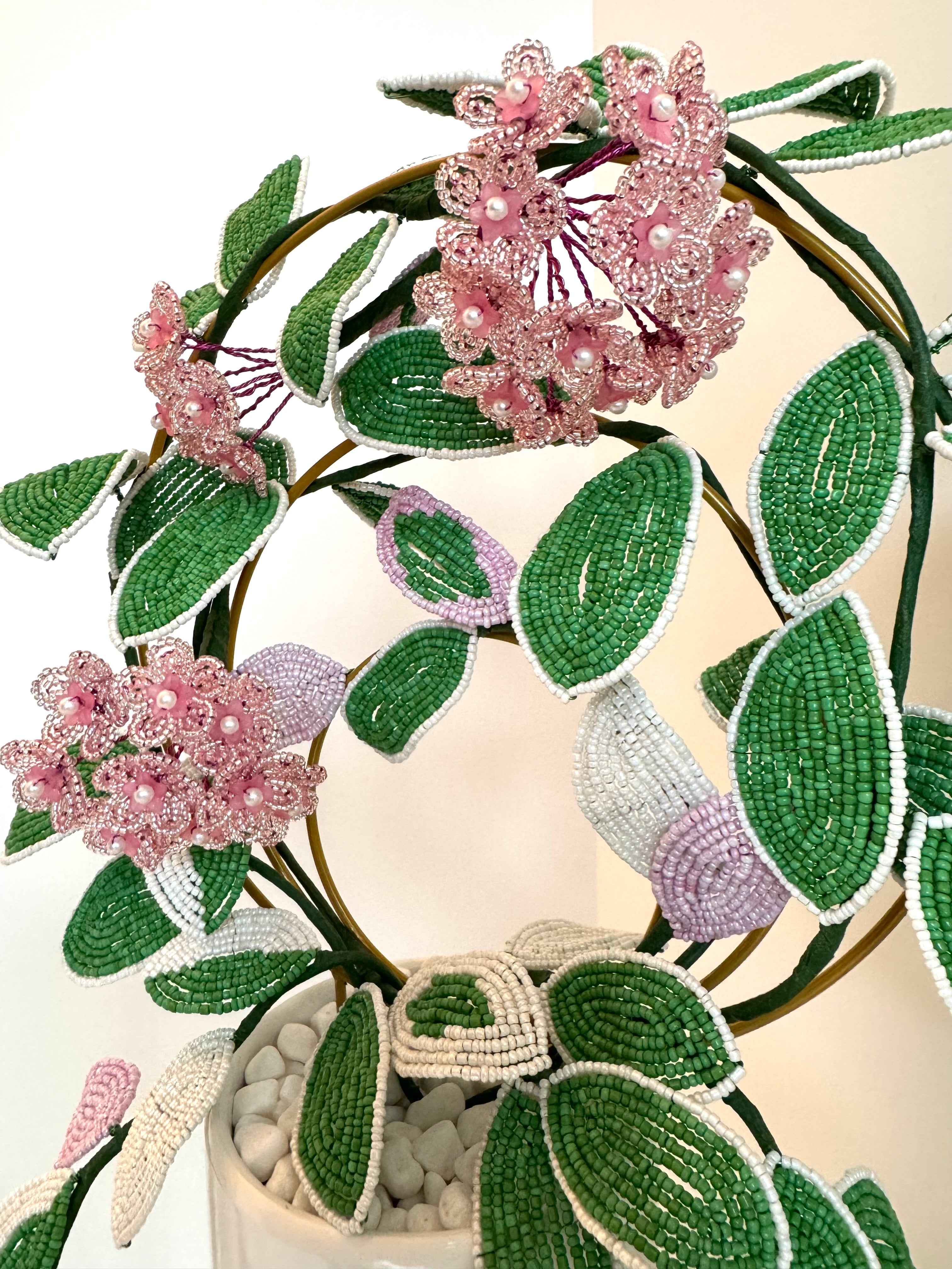 French-beaded flowering Krimson Queen Hoya