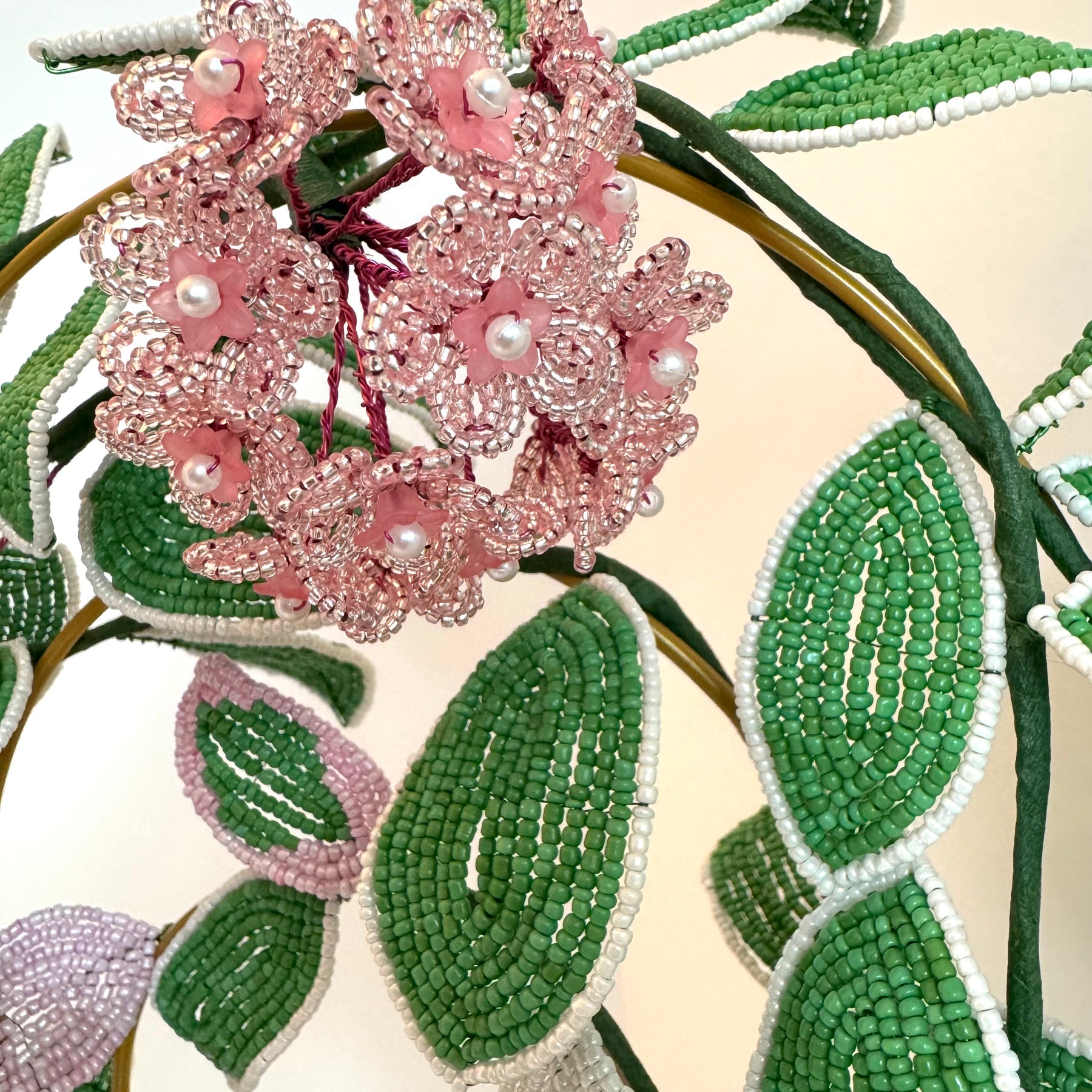 French-beaded flowering Krimson Queen Hoya