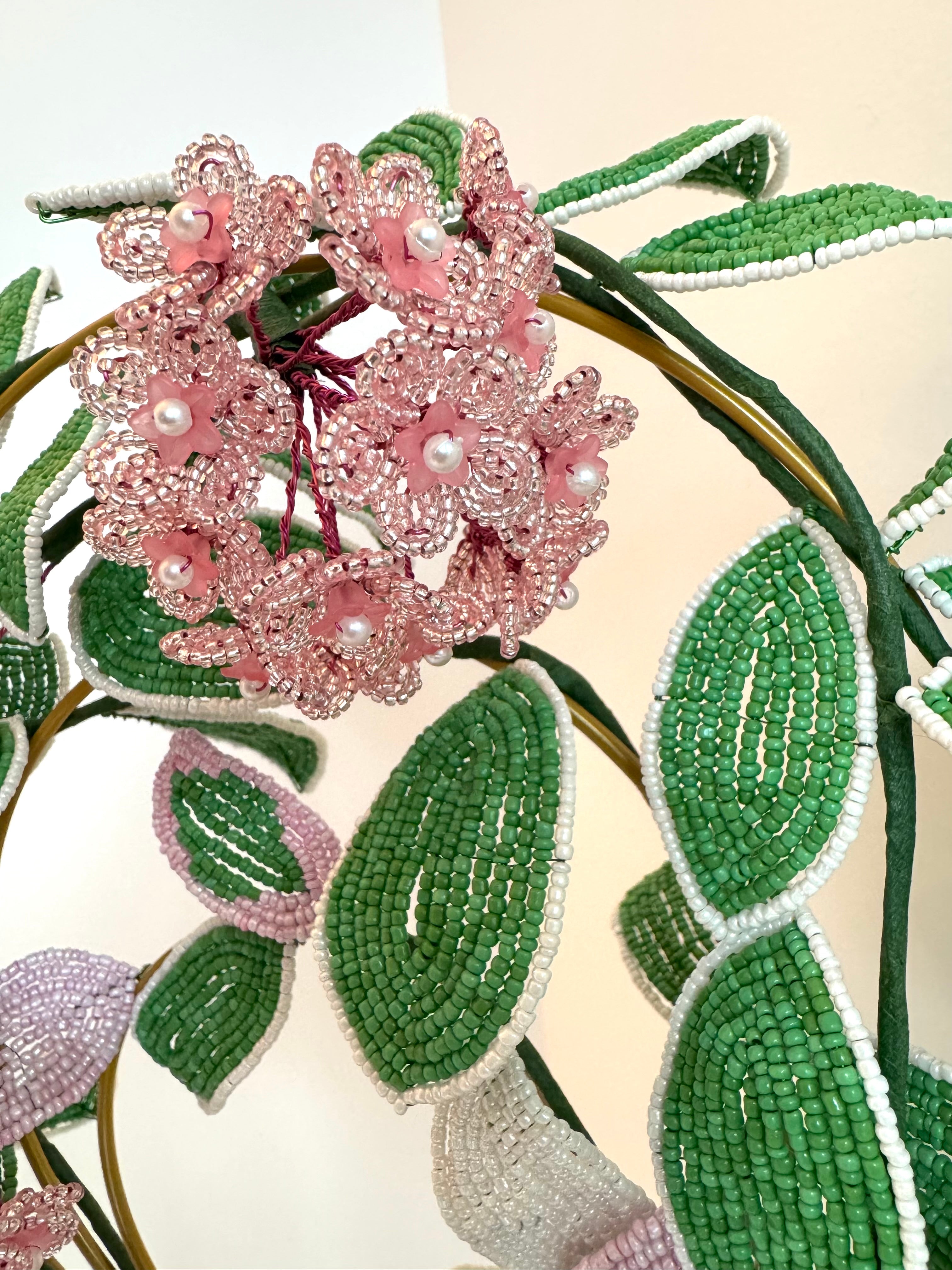 French-beaded flowering Krimson Queen Hoya