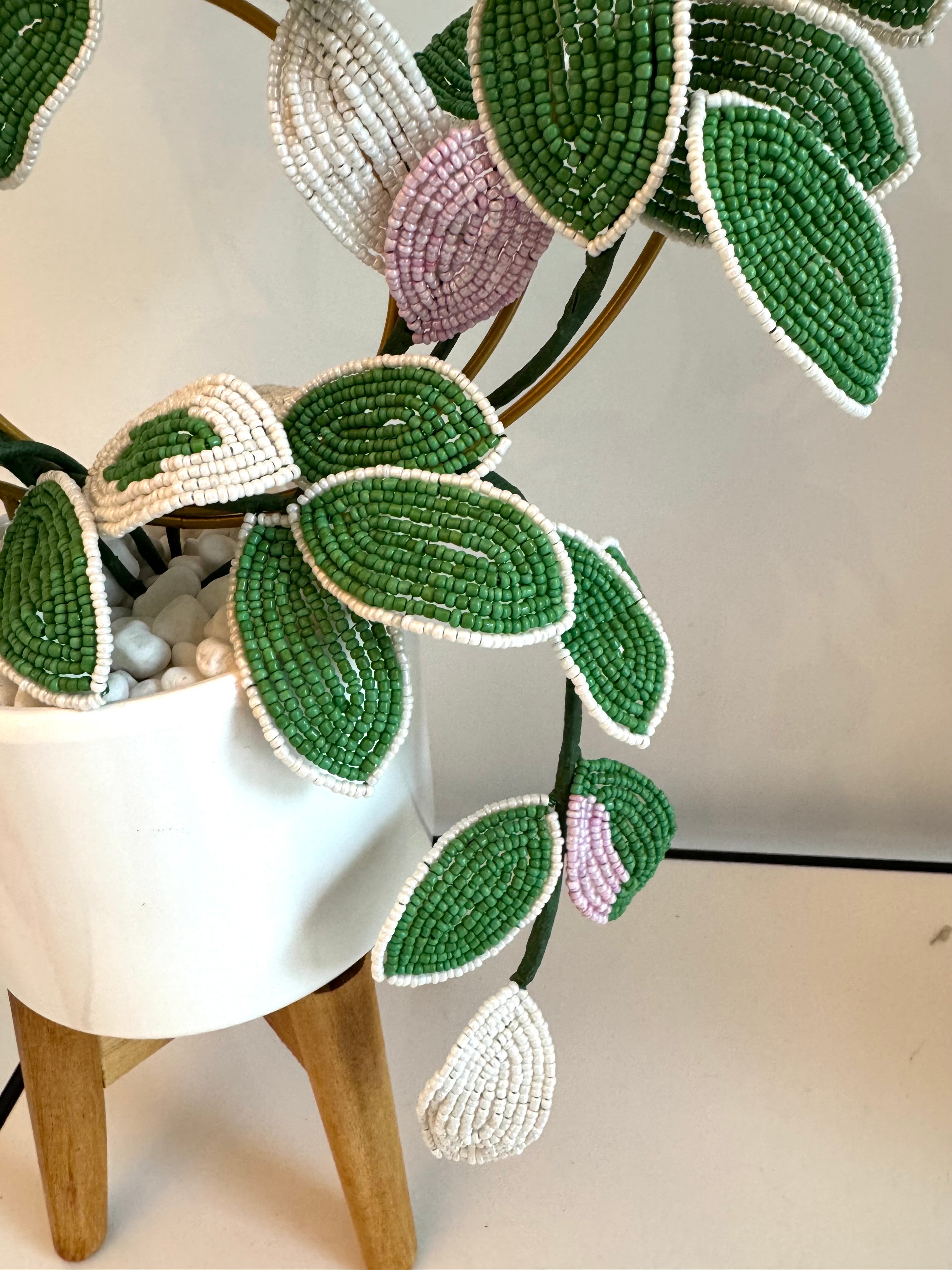 French-beaded flowering Krimson Queen Hoya