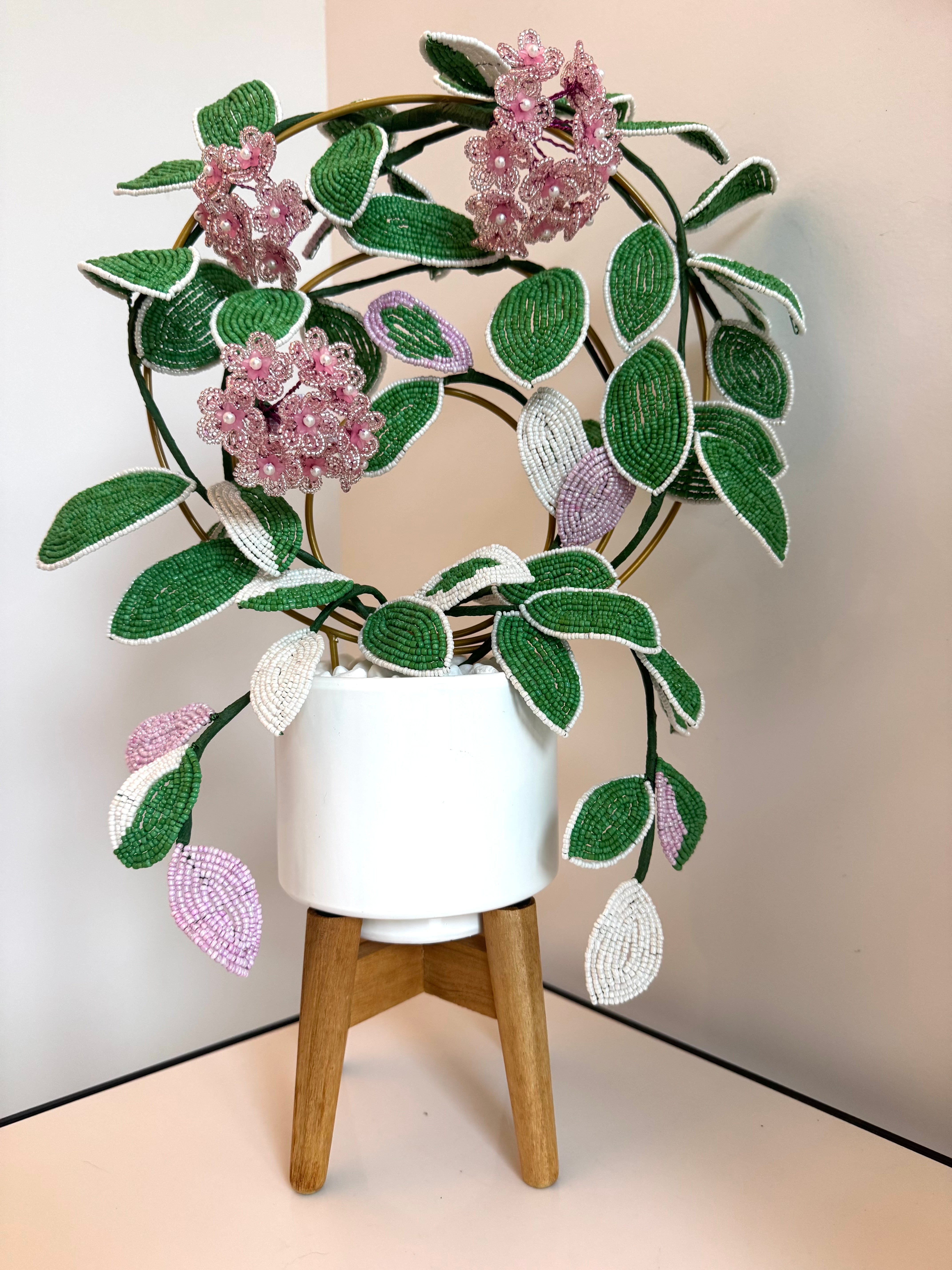 French-beaded flowering Krimson Queen Hoya