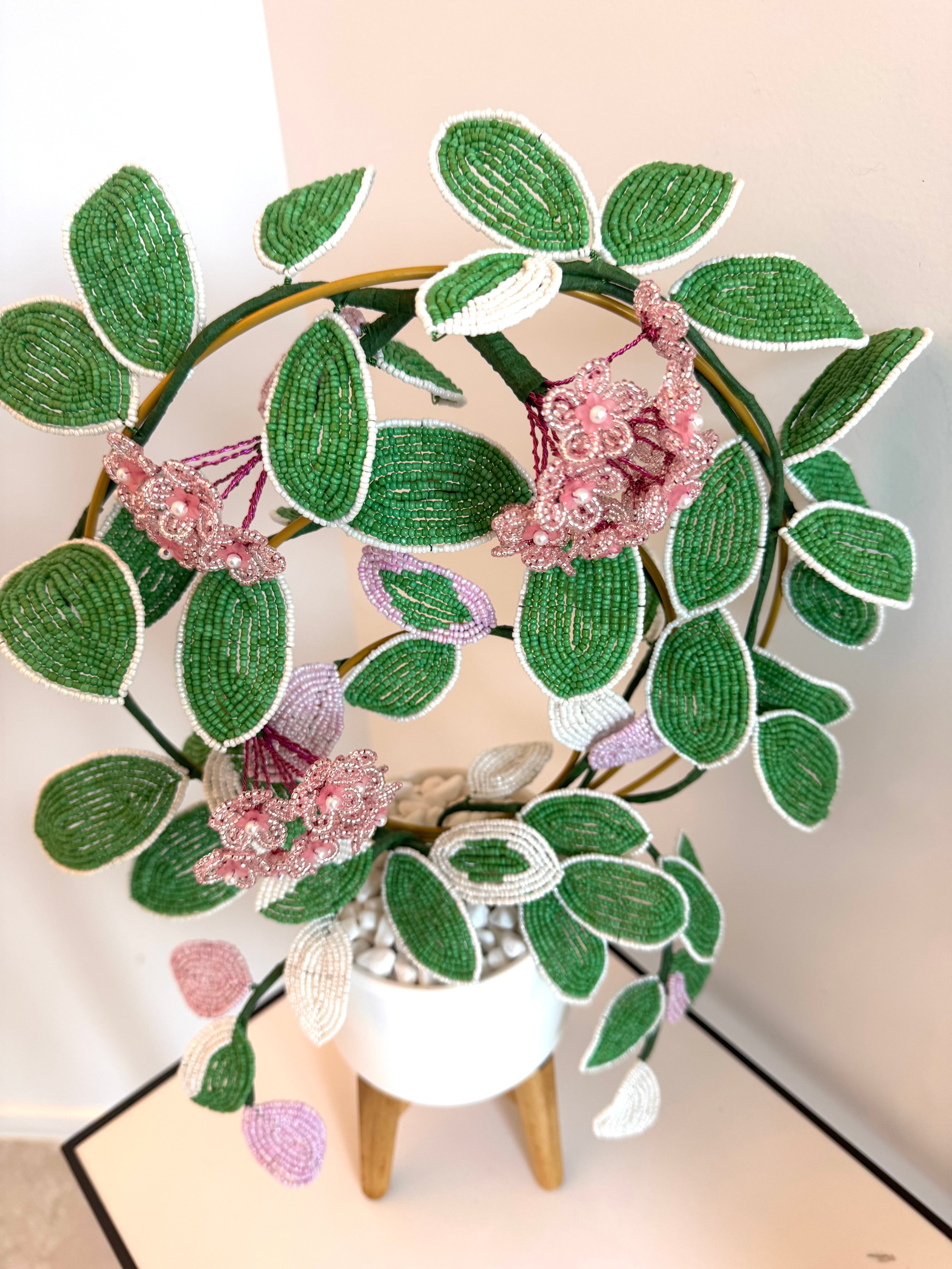 French-beaded flowering Krimson Queen Hoya